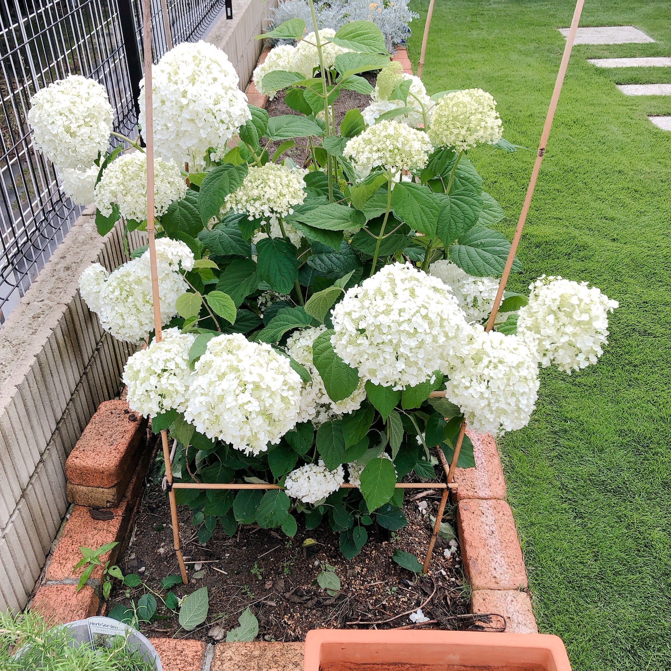 アナベルの雨が降ったら花が倒れちゃう問題 支柱を立てました Freeq Life フリークライフ アナベルの雨が降ったら花が倒れちゃう問題 支柱を立てました Freeq Life フリークライフ